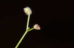 Hairy bedstraw